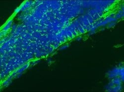 Invitrogen GFAP Polyclonal Antibody 100 &mu;L | Buy Online | Invitrogen&trade; | Fisher Scientific