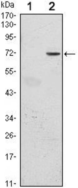 GFI1 Monoclonal Antibody (5D7):Antibodies, Monoclonal
