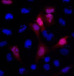 Invitrogen GFP Monoclonal Antibody (GF28R), DyLight 680 50 &mu;L; DyLight