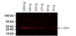 Invitrogen GFP Monoclonal Antibody (GF28R), DyLight 680 50 &mu;L; DyLight