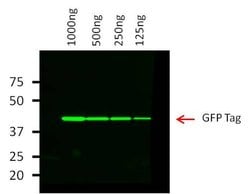 Invitrogen™ GFP Monoclonal Antibody (GF28R), DyLight™ 800 4X PEG
