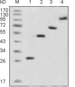 Invitrogen GFP Monoclonal Antibody (4B10B2) 100 &mu;g; Unconjugated:Antibodies,