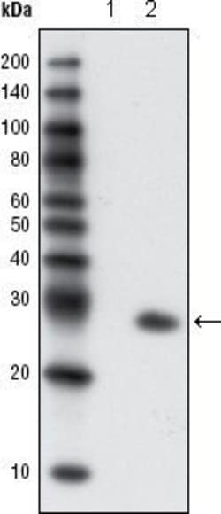 Invitrogen GFP Monoclonal Antibody (4B10B2) 100 &mu;g; Unconjugated:Antibodies,