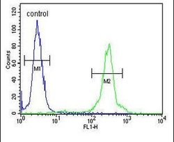 GLT8D2 Rabbit anti-Human, Polyclonal, Invitrogen 400 &mu;L; Unconjugated:Antibodies,