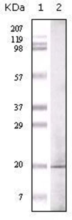Invitrogen EHMT1 Monoclonal Antibody (1B7B4) 100 &mu;g; Unconjugated:Antibodies,