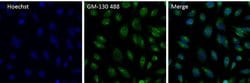 Invitrogen™ GM130 Polyclonal Antibody, Alexa Fluor™ 488
