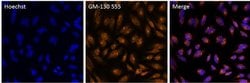 Invitrogen&trade;&nbsp;GM130 Polyclonal Antibody, Alexa Fluor&trade; 555