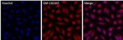 Invitrogen™ GM130 Polyclonal Antibody, Alexa Fluor™ 647