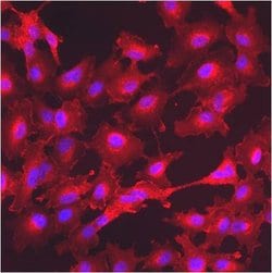 Invitrogen GM130 Polyclonal Antibody 100 &mu;g; Unconjugated:Antibodies,