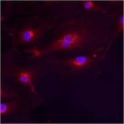 Invitrogen GM130 Polyclonal Antibody 100 &mu;g; Unconjugated:Antibodies,