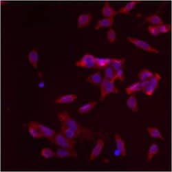 Invitrogen GM130 Polyclonal Antibody 100 &mu;g; Unconjugated:Antibodies,