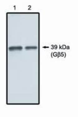 Invitrogen GNB5 Polyclonal Antibody 100 &mu;g; Unconjugated:Antibodies,