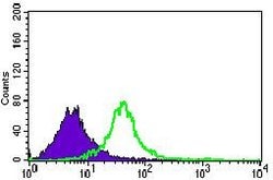 Invitrogen Nucleostemin Monoclonal Antibody (2C8D5) 100 &mu;g; Unconjugated:Antibodies,