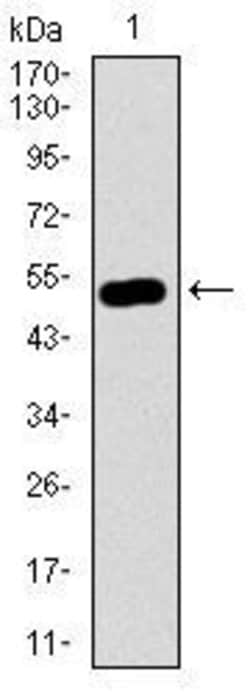 Invitrogen Nucleostemin Monoclonal Antibody (2C8D5) 100 &mu;g; Unconjugated:Antibodies,