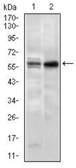 Invitrogen Nucleostemin Monoclonal Antibody (2C8D5) 100 &mu;g; Unconjugated:Antibodies,
