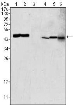 Invitrogen GOT2 Monoclonal Antibody (3E9) 100 &mu;L; Unconjugated:Antibodies,