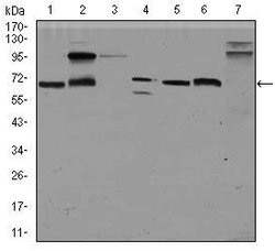 Invitrogen Glypican 3 Monoclonal Antibody (9C2) 100 &mu;g | Buy Online | Invitrogen&trade; | Fisher Scientific