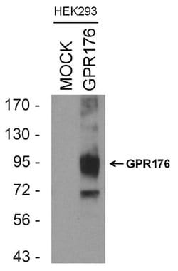 Invitrogen GPR176 Polyclonal Antibody 100 &mu;L; Unconjugated:Antibodies,