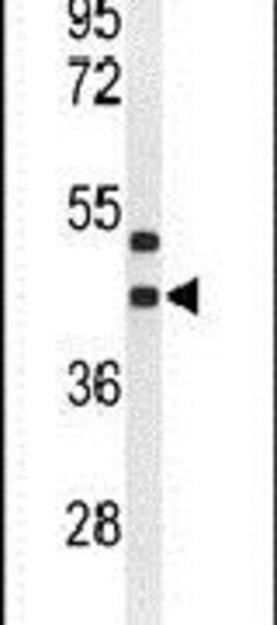 GPR17 Rabbit anti-Human, Polyclonal, Invitrogen 400 &mu;L; Unconjugated:Antibodies,