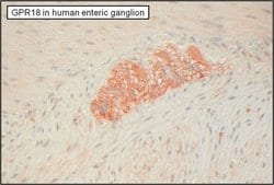 Invitrogen GPR18 Polyclonal Antibody 100 &mu;L; Unconjugated:Antibodies,