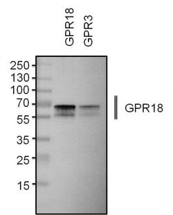 Invitrogen GPR18 Polyclonal Antibody 100 &mu;L; Unconjugated:Antibodies,