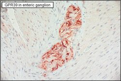 Invitrogen GPR39 Polyclonal Antibody 100 &mu;L; Unconjugated:Antibodies,