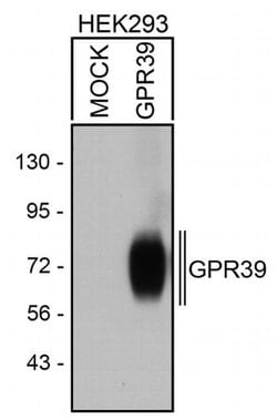 Invitrogen GPR39 Polyclonal Antibody 100 &mu;L; Unconjugated:Antibodies,