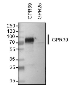 Invitrogen GPR39 Polyclonal Antibody 100 &mu;L; Unconjugated:Antibodies,