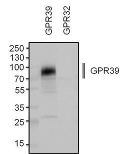 Invitrogen GPR39 Polyclonal Antibody 100 &mu;L; Unconjugated:Antibodies,