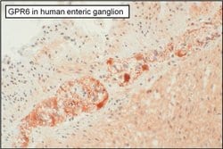 Invitrogen GPR6 Polyclonal Antibody 100 &mu;g; Unconjugated:Antibodies,