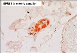 Invitrogen GPR61 Polyclonal Antibody 100 &mu;L; Unconjugated:Antibodies,