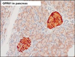 Invitrogen GPR61 Polyclonal Antibody 100 &mu;L; Unconjugated:Antibodies,