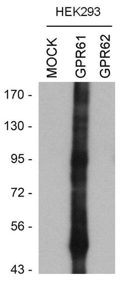 Invitrogen GPR61 Polyclonal Antibody 100 &mu;L; Unconjugated:Antibodies,