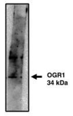 Invitrogen GPR68 Polyclonal Antibody 100 &mu;g; Unconjugated:Antibodies,