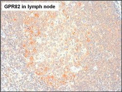 Invitrogen GPR82 Polyclonal Antibody 100 &mu;L; Unconjugated:Antibodies,