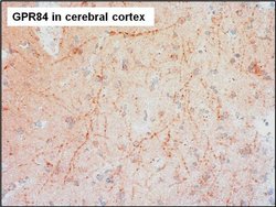 Invitrogen&trade;&nbsp;GPR84 Polyclonal Antibody