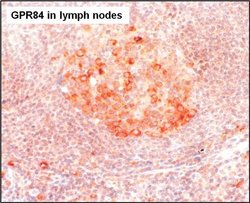 Invitrogen GPR84 Polyclonal Antibody 100 &mu;L | Buy Online | Invitrogen&trade; | Fisher Scientific