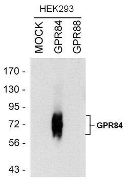 Invitrogen GPR84 Polyclonal Antibody 100 &mu;L | Buy Online | Invitrogen&trade; | Fisher Scientific