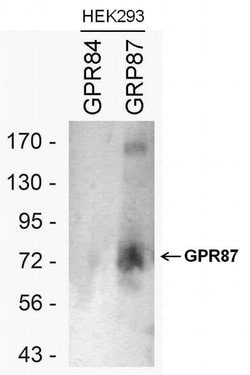 Invitrogen GPR87 Polyclonal Antibody 100 &mu;L; Unconjugated:Antibodies,