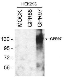 Invitrogen GPR97 Polyclonal Antibody 100 &mu;L; Unconjugated:Antibodies,