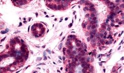 RAI3 Polyclonal Antibody, Invitrogen 50 &mu;g; Unconjugated:Anticuerpos