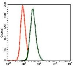 Invitrogen GluR2 Monoclonal Antibody (7G6) 100 &mu;g; Unconjugated:Antibodies,