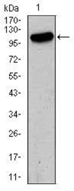 Invitrogen GluR2 Monoclonal Antibody (7G6) 100 &mu;g; Unconjugated:Antibodies,