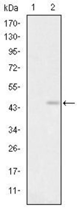 Invitrogen GluR3 Monoclonal Antibody (1D2) 100 &mu;L | Buy Online | Invitrogen&trade; | Fisher Scientific