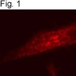 SRC2 Polyclonal Antibody:Antibodies, Polyclonal