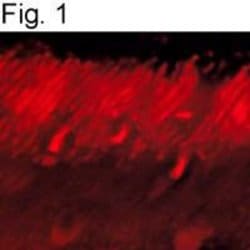 GRK1 Monoclonal Antibody (G8), Invitrogen 100 &mu;g; Unconjugated:Antibodies,