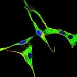 Invitrogen GRK2 Monoclonal Antibody (3F8) 100 &mu;L; Unconjugated:Antibodies,