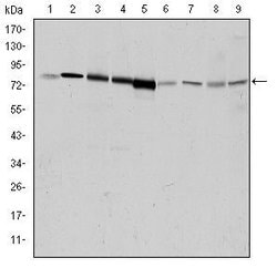 Invitrogen GRK2 Monoclonal Antibody (3F8) 100 &mu;L; Unconjugated:Antibodies,