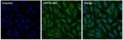 Invitrogen™ GRP78 Polyclonal Antibody, Alexa Fluor™ 488