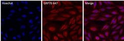 Invitrogen GRP78 Polyclonal Antibody, Alexa Fluor 647 50 &mu;L; Alexa Fluor